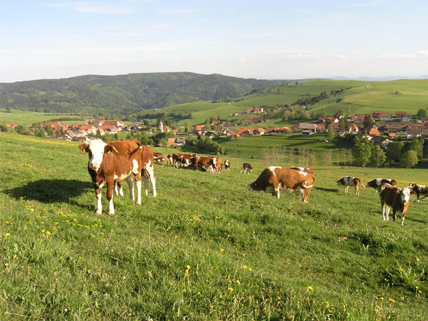 Kuh auf Weide